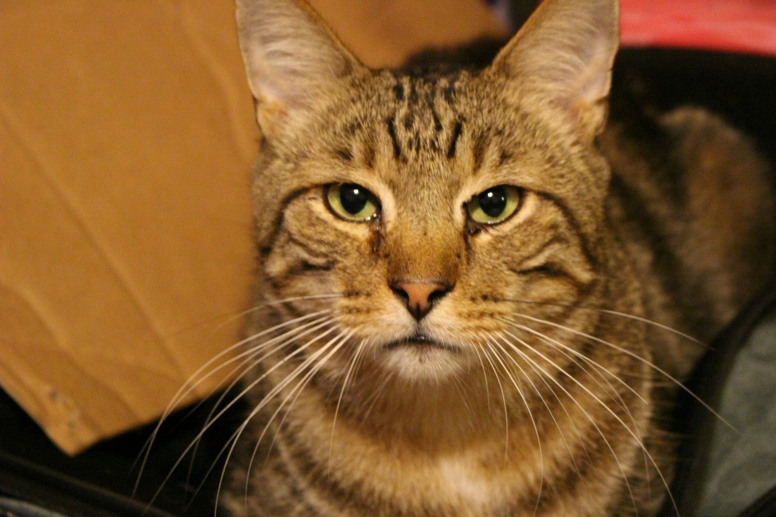 A cat is sitting in a suitcase looking at the camera